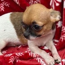 Cupid - Chihuahua Male