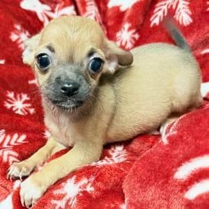 SHELBY - Chihuahua Female
