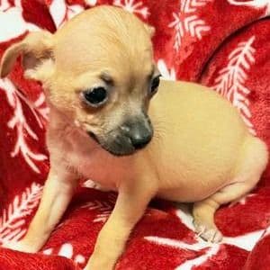 STORMY - Chihuahua Female