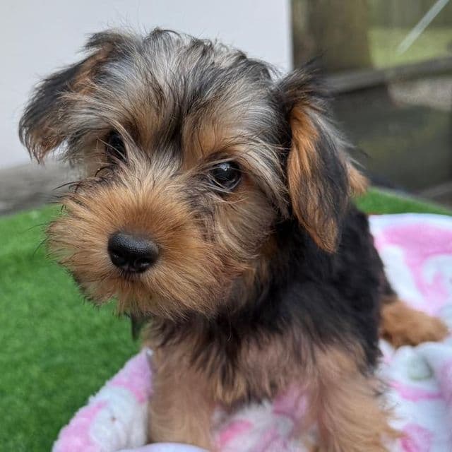 Roxie - Yorkshire Terrier Female