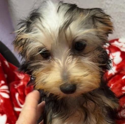Cassie - Yorkshire Terrier Female