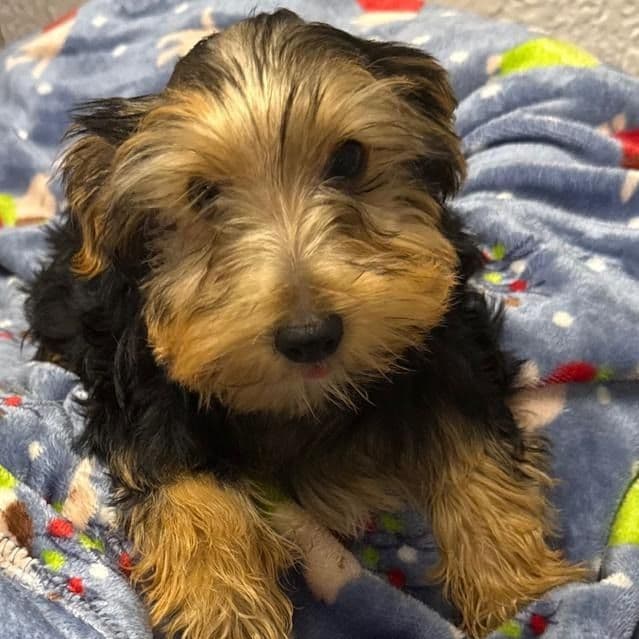 Colt - Yorkshire Terrier Male