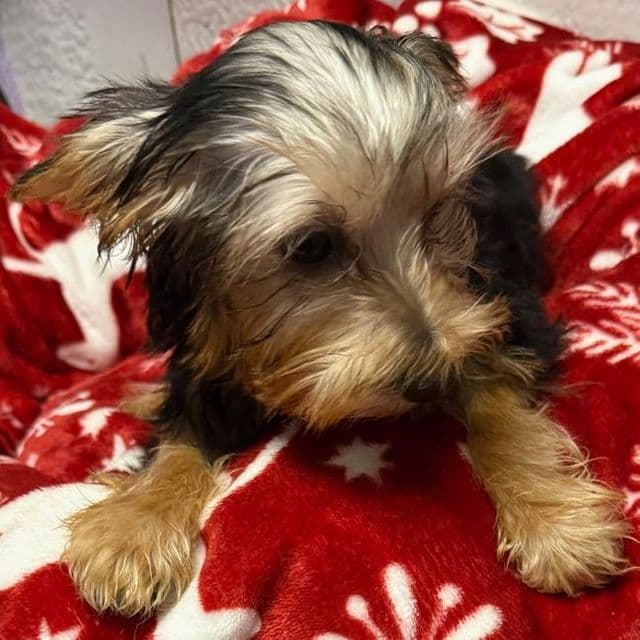 Callie - Yorkshire Terrier Female