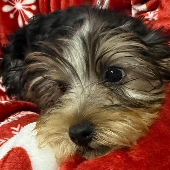 Sylvie - Yorkshire Terrier Female