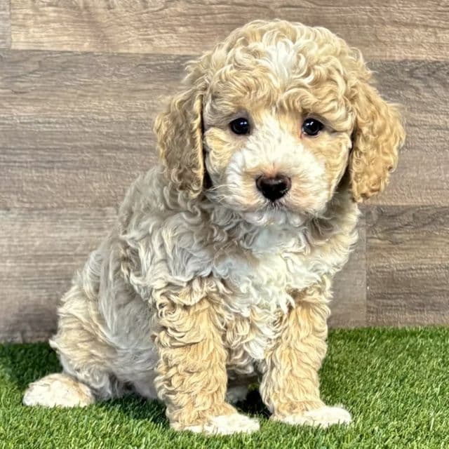 Max - Maltipoo Male