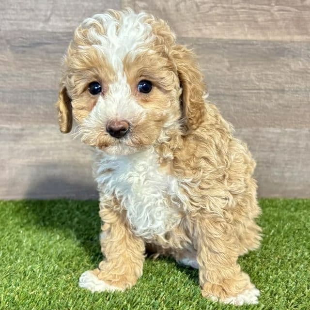 Maverick - Maltipoo Male