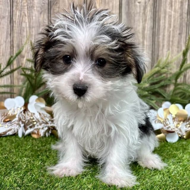 Wes - Morkie Male