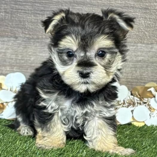 Willa - Morkie Female