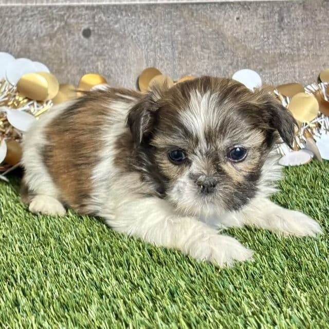 Siara - Shih Tzu Female