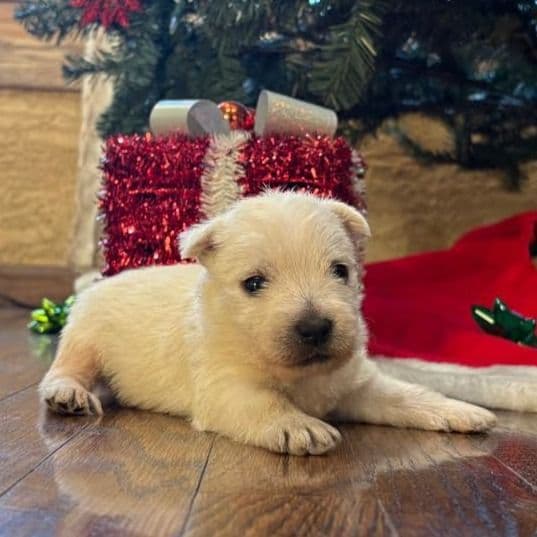 Conroy - West Highland White Terrier Male