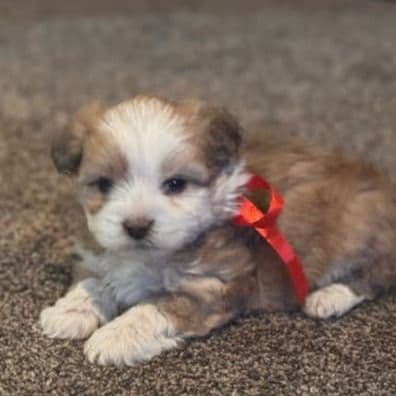 Girl 2 - Double Doodle Female