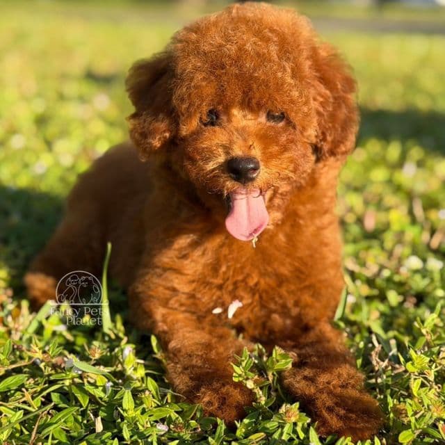 Cosmo Cherry Red - Toy Poodle Male