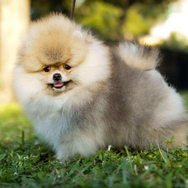 Rey - Pomeranian Male