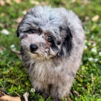 Daisy merle toy poodle - Toy Poodle Female