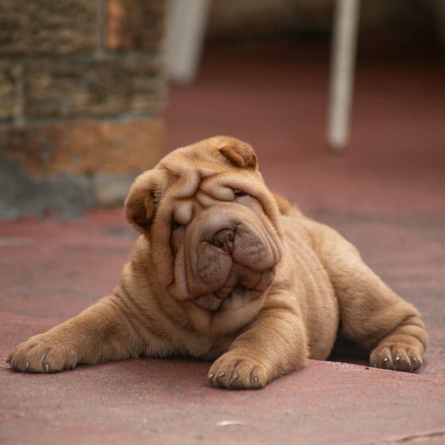 Leo - Chinese Shar-Pei Male