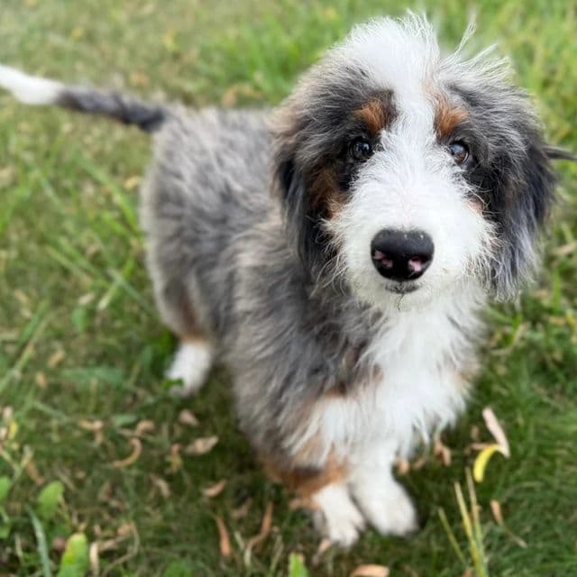 Brisa - Bernedoodle Female