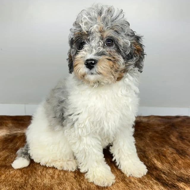 Alaska - Bernedoodle Female