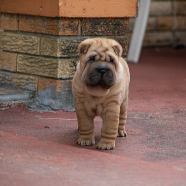 Bruno - Chinese Shar-Pei Male