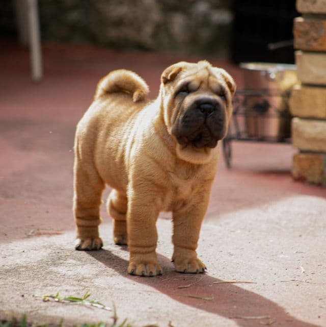 Briel - Chinese Shar-Pei Male