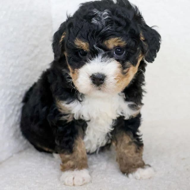 Violet - Bernedoodle Female