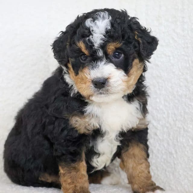 Harley - Bernedoodle Male
