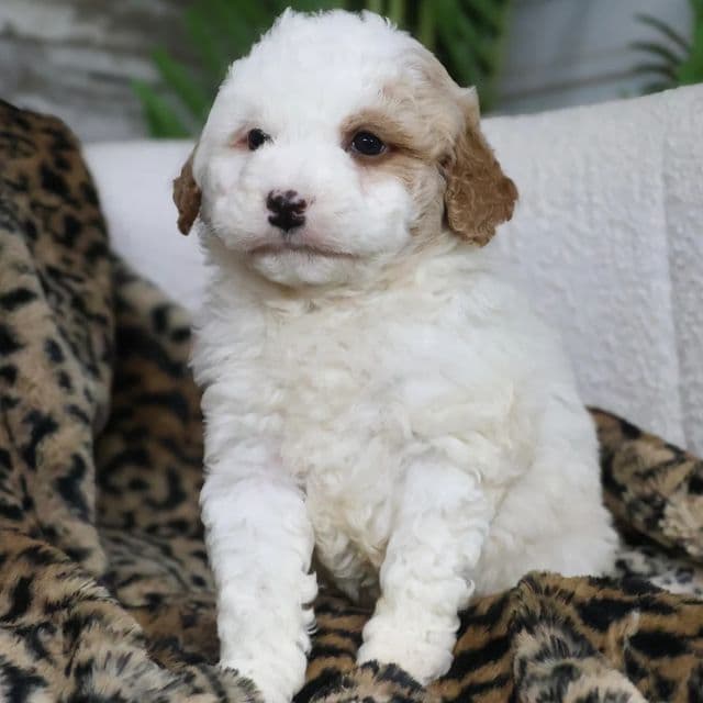 Dexter - Bernedoodle Male