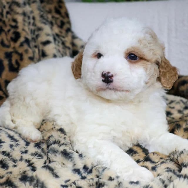 Dexter - Bernedoodle Male