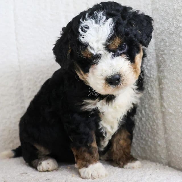 Sparky - Bernedoodle Male