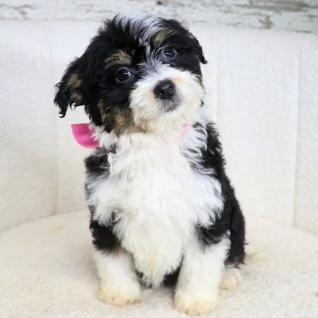 Willow - Bernedoodle Female