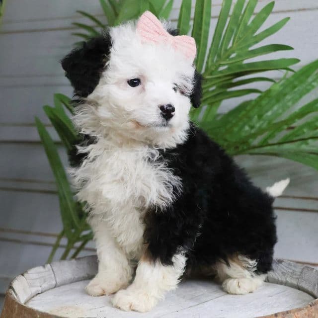 Chloe - Bernedoodle Female