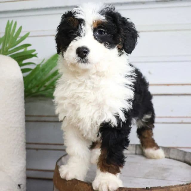 Coco - Bernedoodle Female