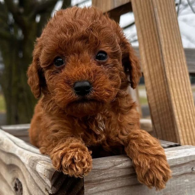 Addison - Goldendoodle Female