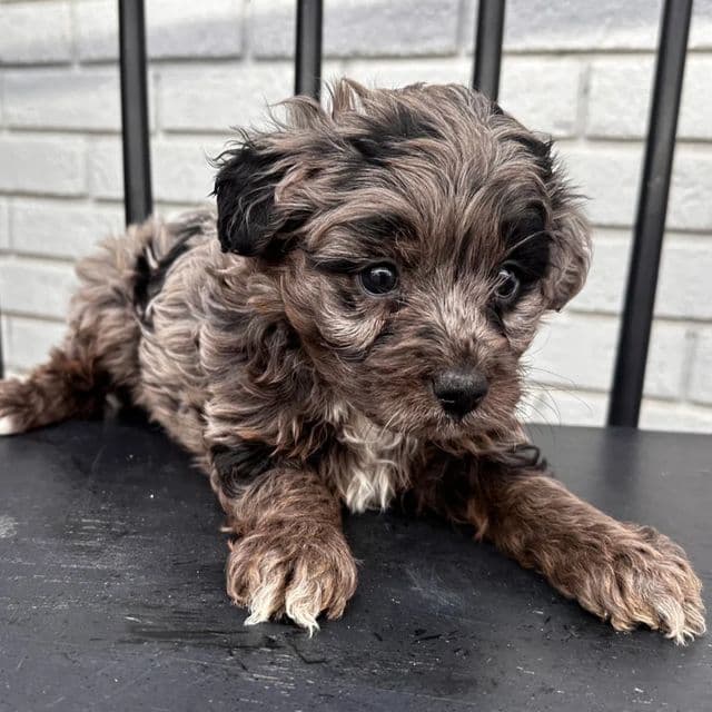 Sadie - Goldendoodle Female