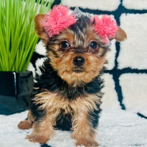 Ms. Lyfe - Yorkshire Terrier Female