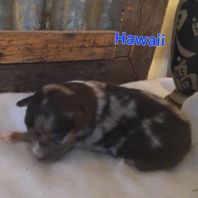 Hawaii - Australian Shepherd Female