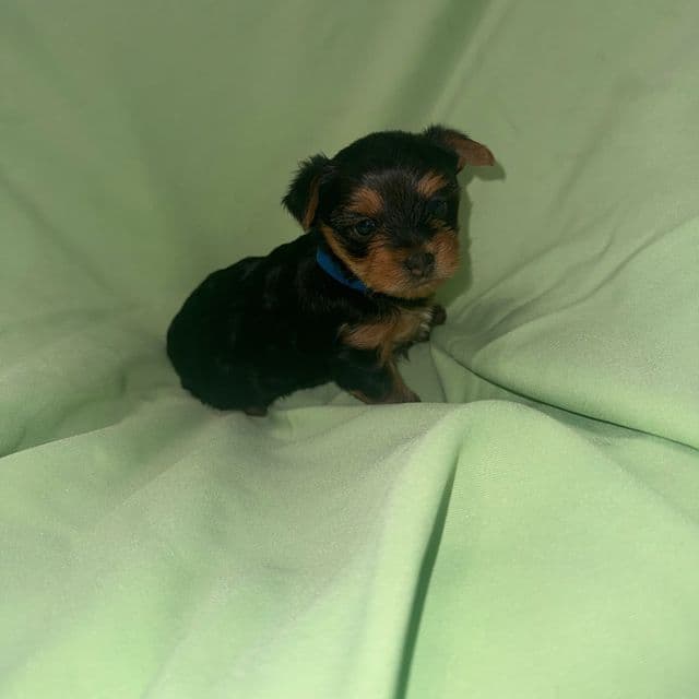 Blue boy  - Yorkshire Terrier Male