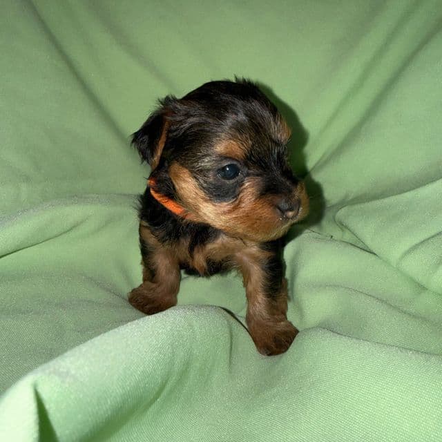 Orange Boy - Yorkshire Terrier Male