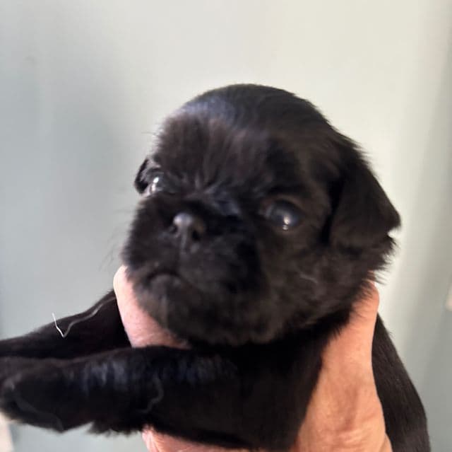 Carson - Brussels Griffon Male