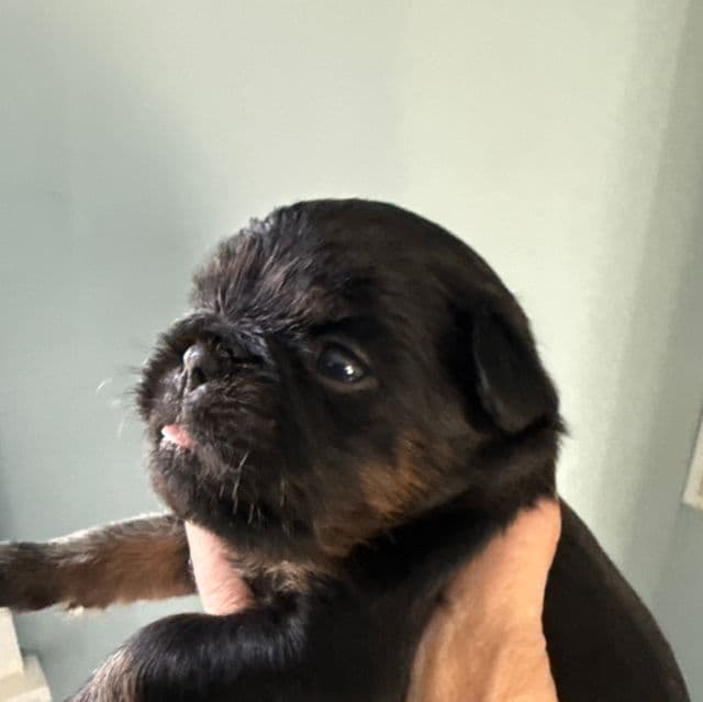 Chandler - Brussels Griffon Male