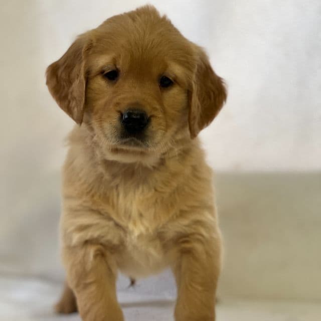Sally - Golden Retriever Female