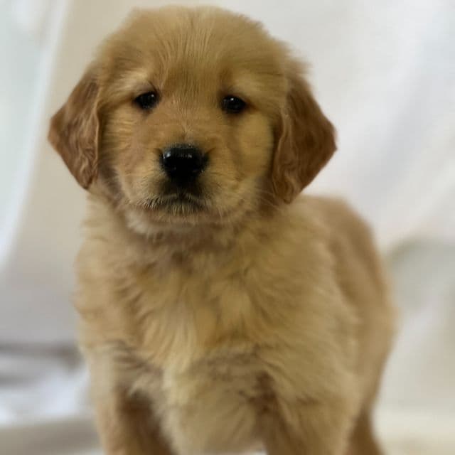 Sim - Golden Retriever Male