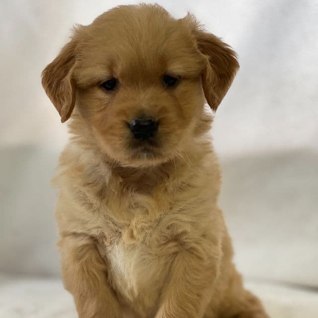 Sylvan - Golden Retriever Male