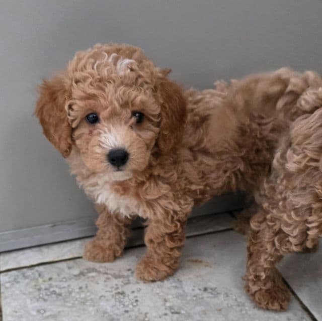 F1b miniature Twinkle - Goldendoodle Female