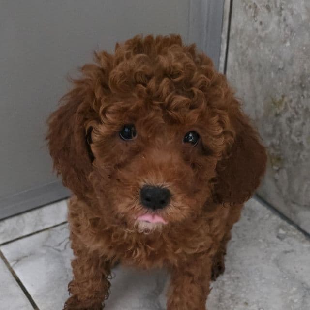 F1b miniature Holly - Goldendoodle Female
