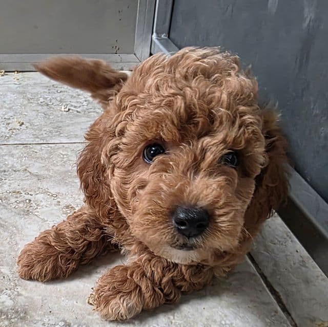 F1b Miniature Snowflake - Goldendoodle Female