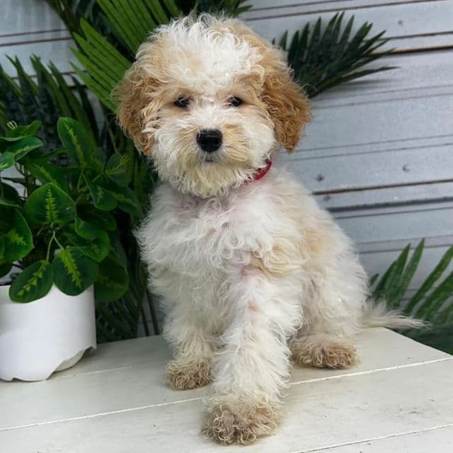 Tinsel - Goldendoodle Female