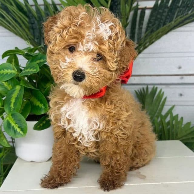 Noelle - Goldendoodle Female