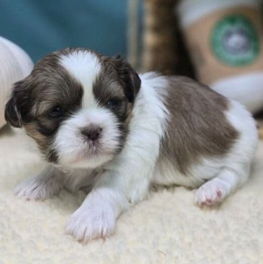 Honey - Shih Tzu Female