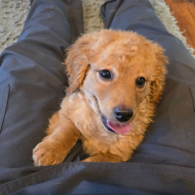 F1b miniature Toast - Goldendoodle Female