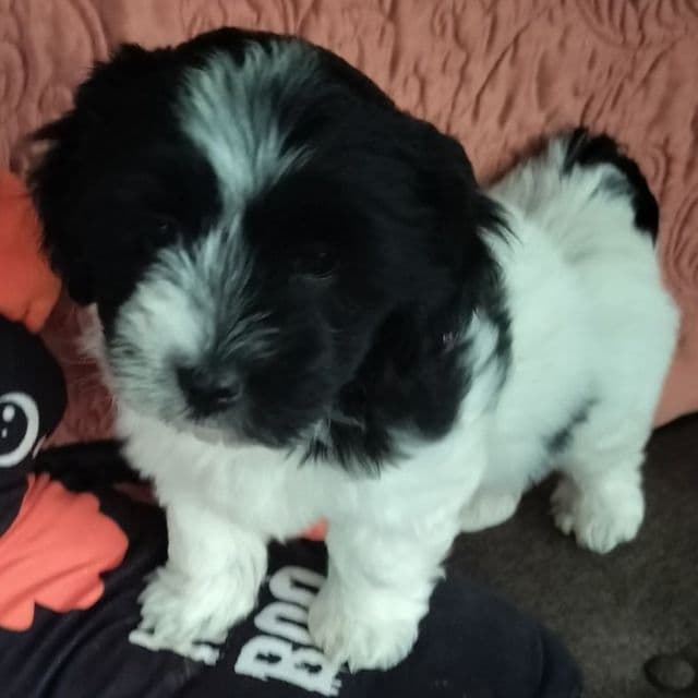 Angel - Coton de Tulear Female